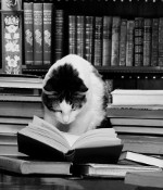 cat reading a book