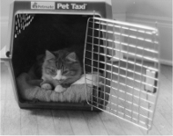 rosko ready to leave